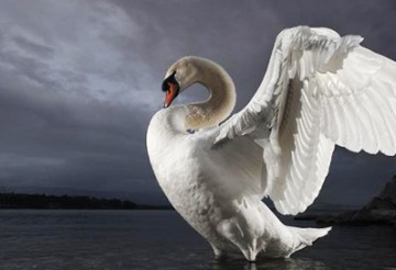 swan