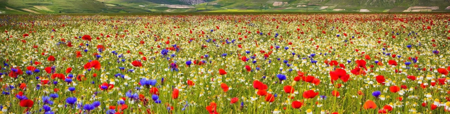 Crop